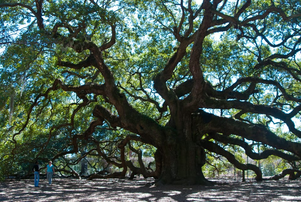 A spindly live oak with a massive trunk dwarfs people beneath its canopy